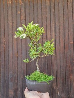 Bonsai, Bonsaj - Hlohyne 2 - 3
