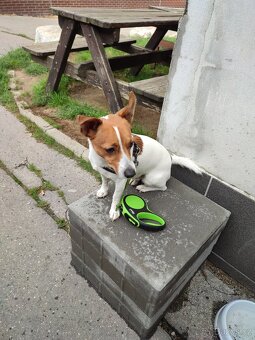 Daruji pejska 😔 - 3