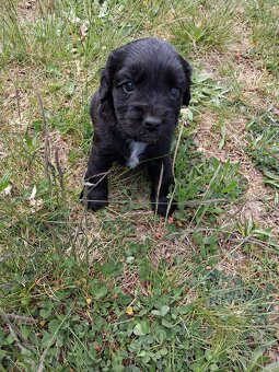 Kokršpaněl bez pp - 3