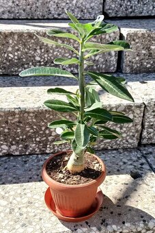 Pouštní růže Adenium - 3