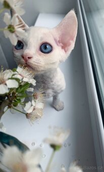 Devon rex - 3