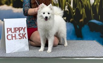 japonský špic štěně fenka - 3