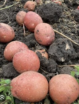 Prodám brambory - 3