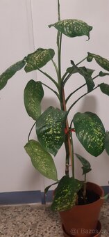 Prodám pokojové rostliny - 3