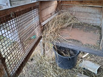 Kralikarna 4 kotce - 3