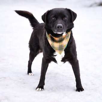 Columbo hledá domov - 3