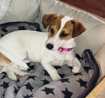 Jack Russell teriér - 3