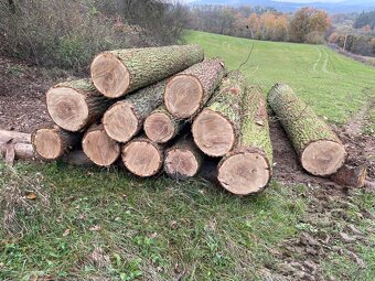 Dubové fošny 57mm - 3