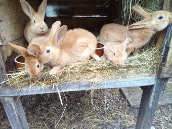 Burgundský kralik - 3