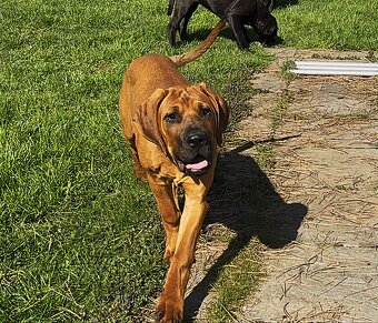 Tosa inu - dvě krásné, mazlivé holčičky ihned k odběru - 3