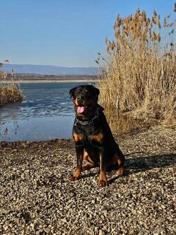 Rotvajler s PP, Rottweiler s PP - 3