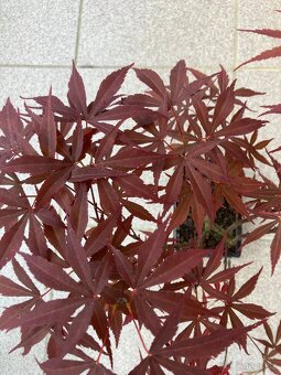 Bonsai, Bonsaj, japonský javor, skalky - 3