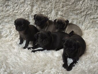 Mops - 3