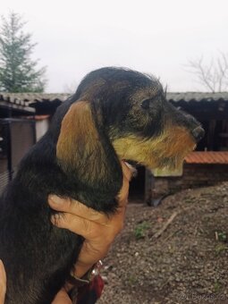 Jezevčík standard drsnosrstý štěně - 3