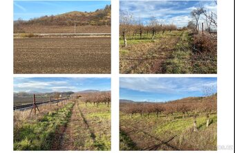 Prodej zahrady a ovocného sadu, 3900m² - 3