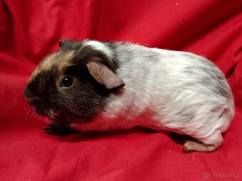 Morče,2 kluci, dalmatin NS - 3