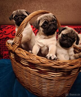 Mops šteniatka s PP - 3