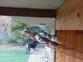 Zebřička pestrá - 3