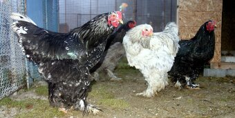 Brahmanka velká - 3