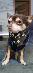 Psí ozdobný šátek - 3