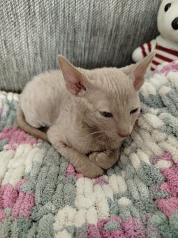 Cornish rex koťátka - 3