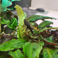 Ancistrus - 3