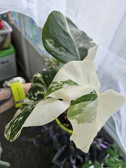 Monstera albo variegata - 3