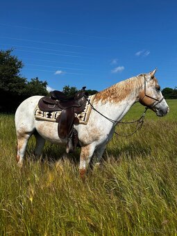 Valášek appaloosa 13 let hledá milující domov - 3
