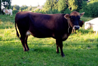 Vysokobřezí polomasná kráva - 3