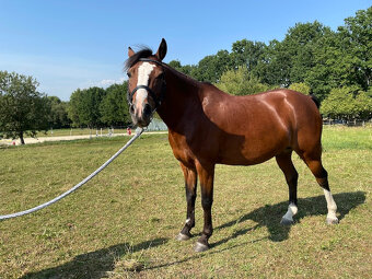 Pony KHV 137 cm (kat.B) 8 letý - 3