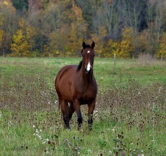 Quarter Horse 2,5 ročná kobylka - 3