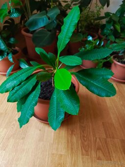 Pryšec běložilný - 3