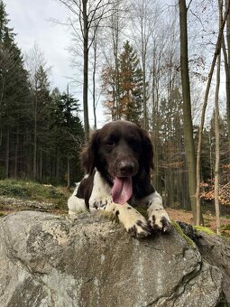 Malý münsterlandský ohař - 3