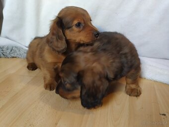 Jezevčík trpasličí dlouhosrstý - 3