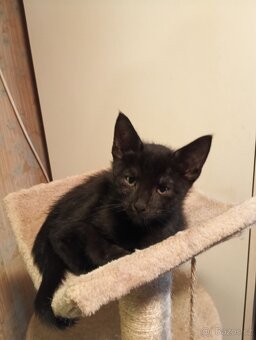 Krásná koťátka - 3