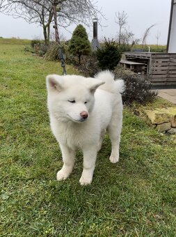 Bílý pejsek AKITA INU s PP - 3