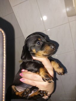 Jezevčík hladkosrstý trpasličí/králičí - 3