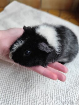 Morče / US Teddy sameček - 3