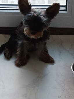 Jorkšírský teriér kluk - 3