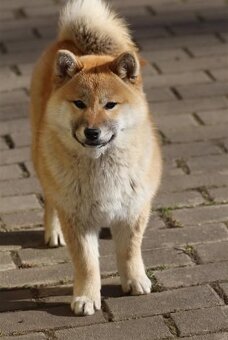 Shiba Inu s PP FCI - 3