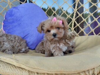 Maltipoo štěňátka - 3