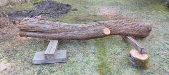 Prodám kmen švestky 220 cm 2000 Kč - 3