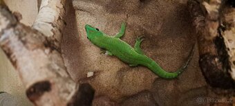 Phelsuma - 3