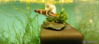 Epiplatys annulatus, halančík prstencový - 3