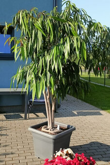 Prodám vzrostlý ficus binnendijkii - 3