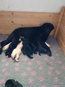 Labradorský retriever s PP - 3