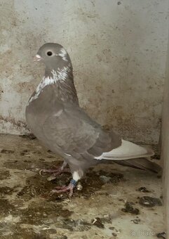Arabsky bublak - 3