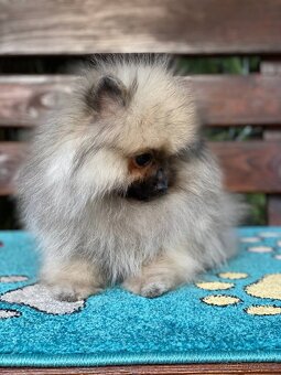 Pomeranian Fenečka PP FCI - 3