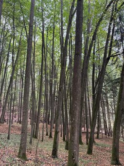 Prodám lesní pozemek v k.ú. Štiptoň - 3