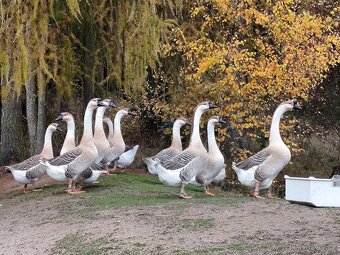 Husa labutí šedá - 3